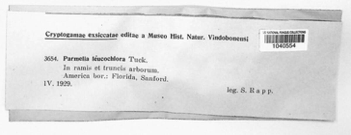 Megalaria leucochlora image